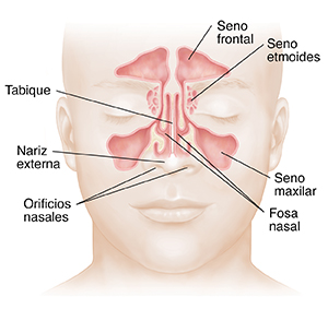 Vista frontal de una cara en la que se ven los senos paranasales.