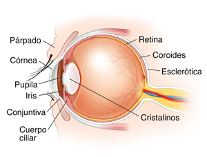 Corte transversal lateral del ojo.