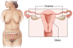 Vista frontal de un cuerpo que muestra el aparato reproductor femenino. Un recuadro muestra los ovarios y el útero.