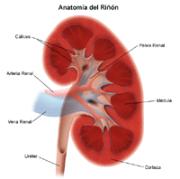 Ilustración de la anatomía del riñón