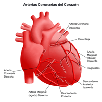 Ilustración de las arterias coronarias del corazón