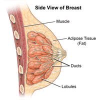 Illustration of the anatomy of the female breast, side view