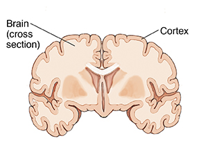 Front view of cross section of brain, showing the cortex.