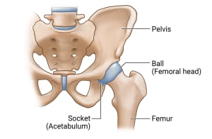 Bones of the hip joint.